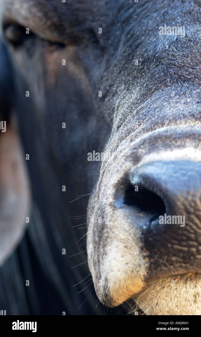 Vertial Close up of face of Nguni Cow Stock Photo
