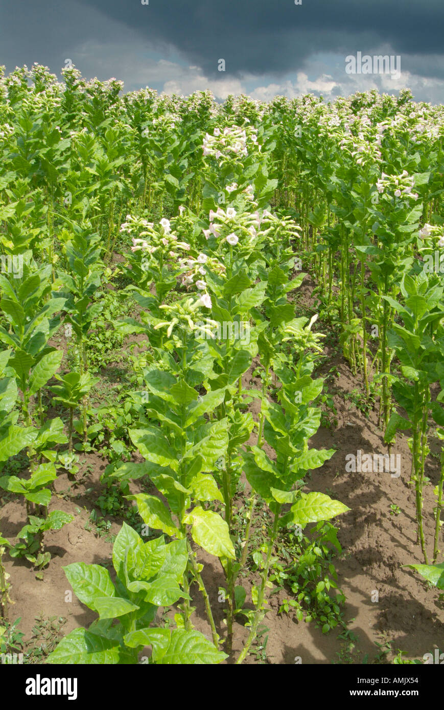 Tobacco processing rural Bulgaria Peoples Republic Narodna Republika