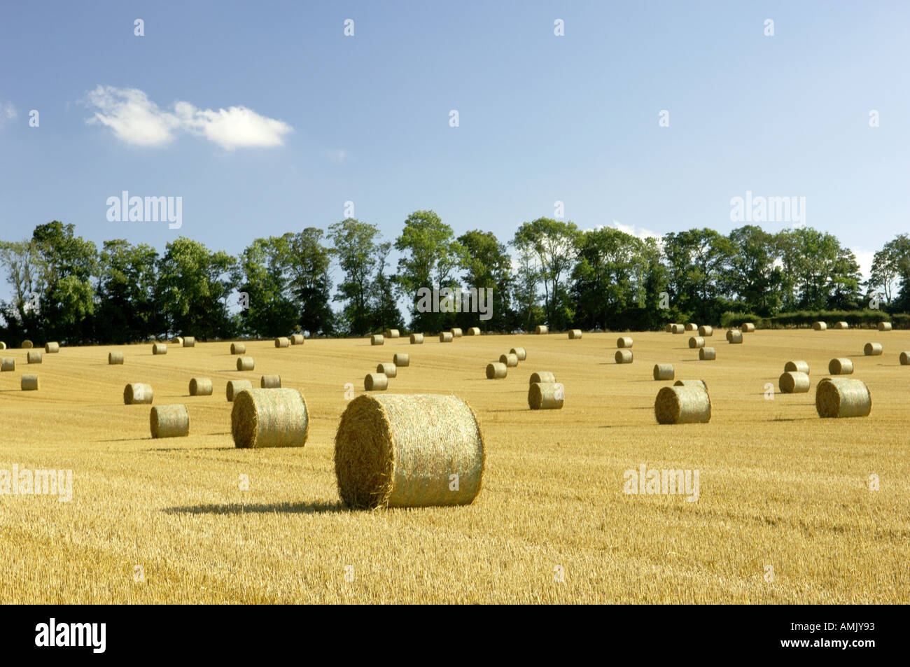harvested farm farmland corn field with round big straw bales stubble hedgerow blue summer sky Stock Photo