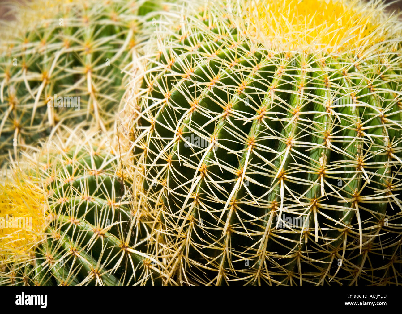 Cactus Echinocactus grusonii abstract Palmitos Park Gran Canaria Stock Photo