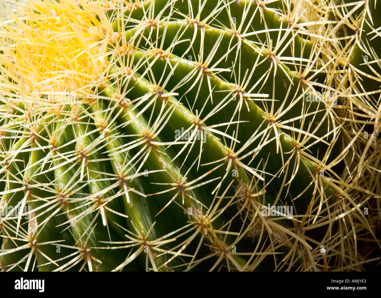 Cactus Echinocactus grusonii Palmitos Park Gran Canaria Cactus Garden Stock Photo