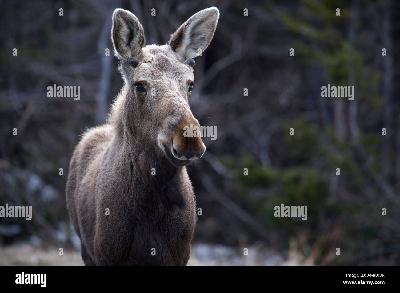 Moose, Alces alces, grazing in St Lunaire-Griquet, Northern Peninsula, Great Northern Peninsula, Newfoundland, Canada. Stock Photo