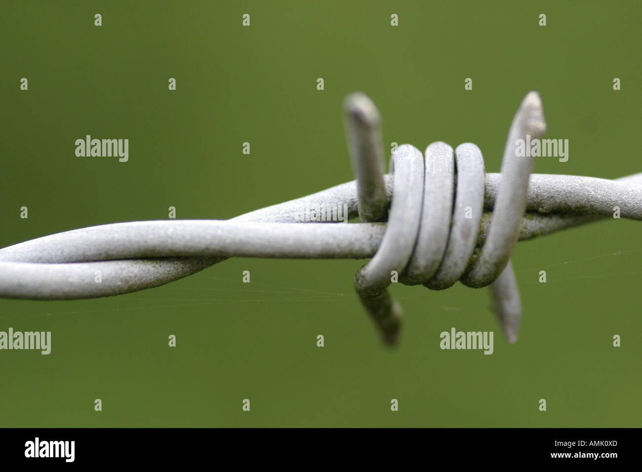 A stock photograph of barbed wire Stock Photo Alamy