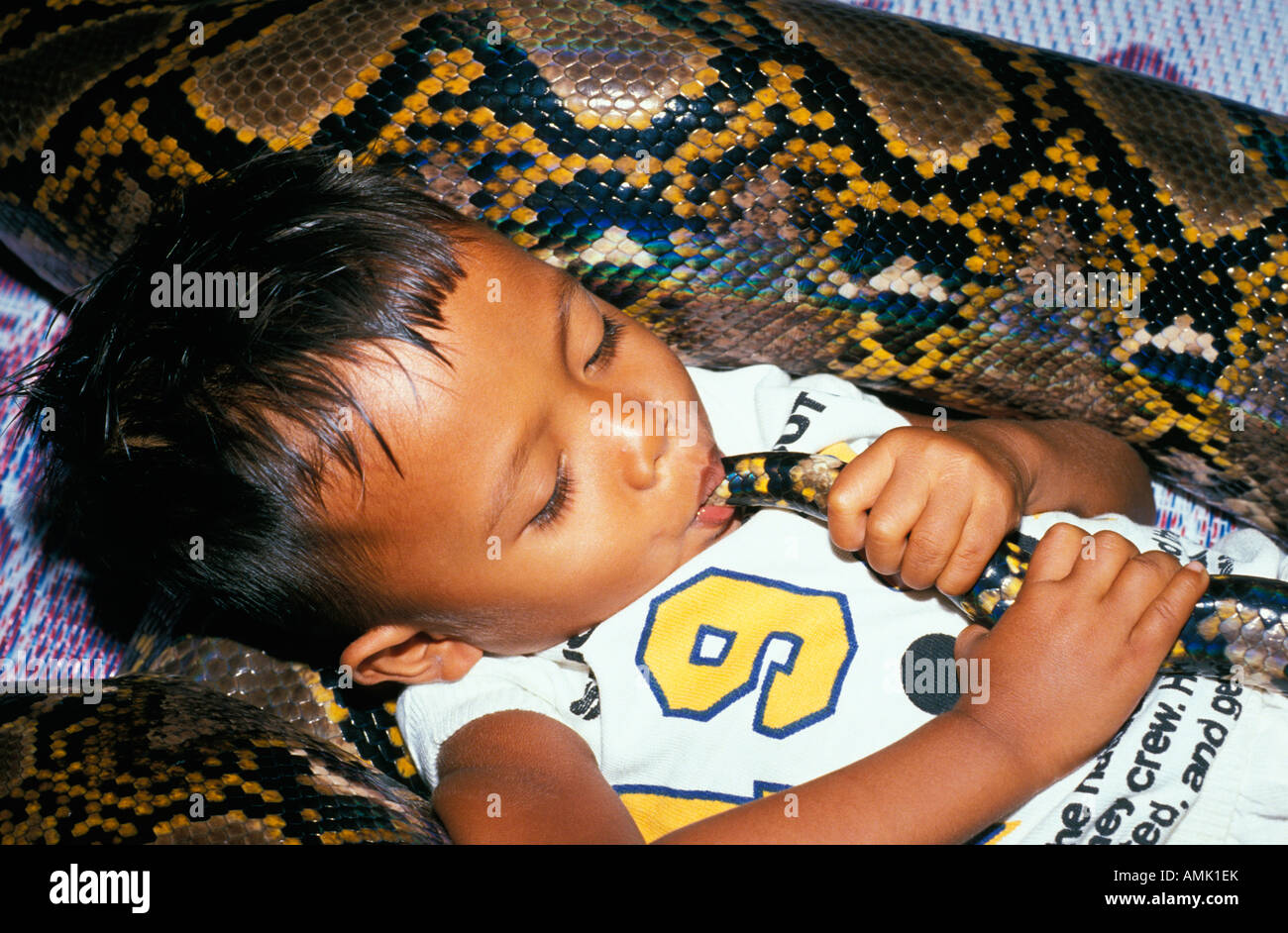 Reticulated Python Pet