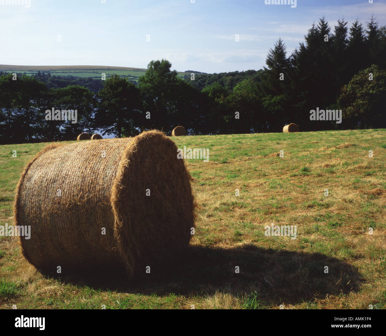 Hay bales Burrator reservoir Dartmoor Devon UK Stock Photo Alamy