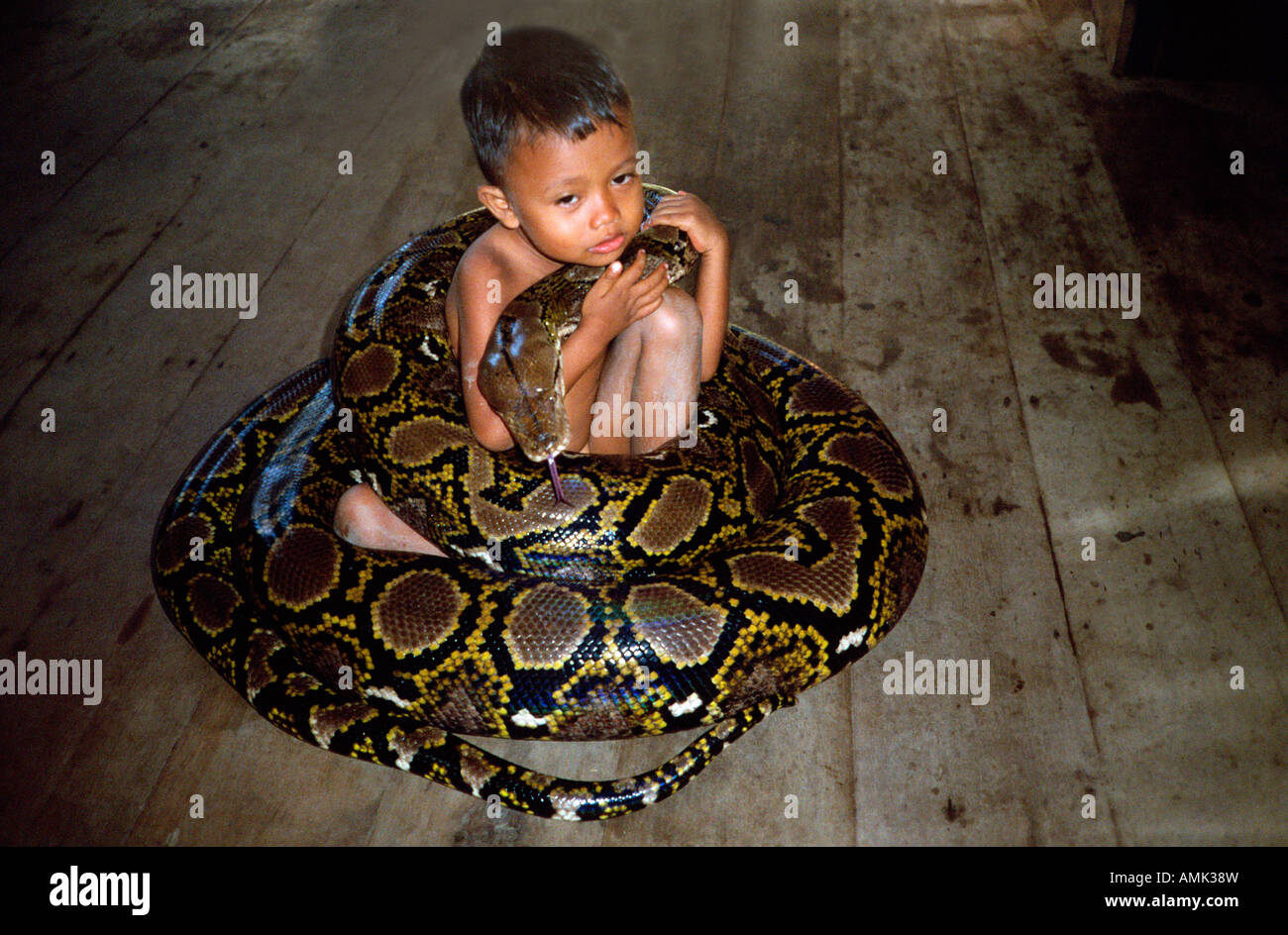 Netzpython Indonesien Familly With Tame Reticulated Python Python Reticulatus Animals Exotische Haustiere Haustiere House Pets K Stock Photo Alamy