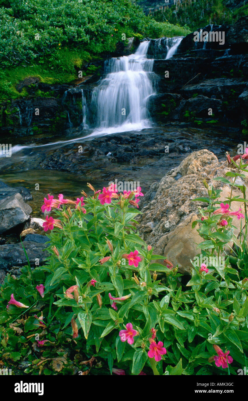 Glacier montana wildflower hi-res stock photography and images - Alamy