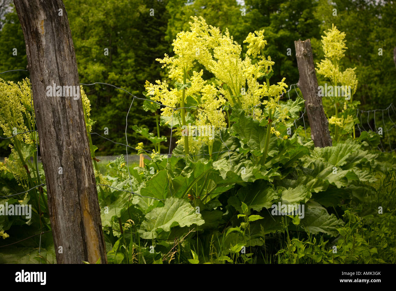 wildflowers in Quebec Stock Photo Alamy
