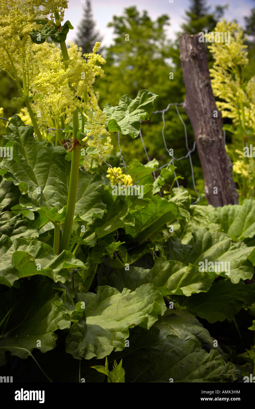 Wildflowers in quebec hires stock photography and images Alamy