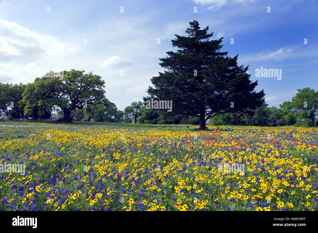 Various spring wildflowers near Brenham Texas USA Stock Photo Alamy
