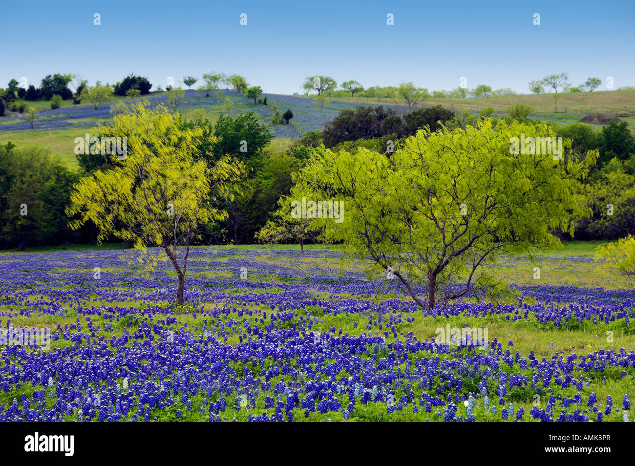 Texas bluebonnets near Ennis Texas USA Stock Photo - Alamy