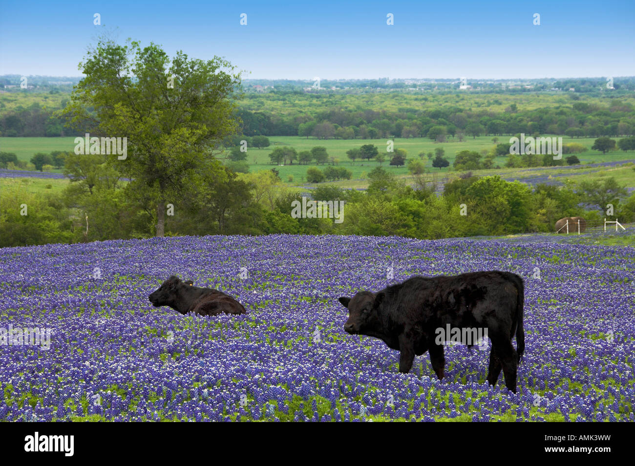 A herd of black Angus cows grazing in a field of Texas bluebonnets near ...
