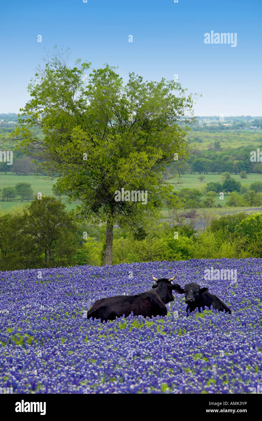 A herd of black Angus cows grazing in a field of Texas bluebonnets near ...
