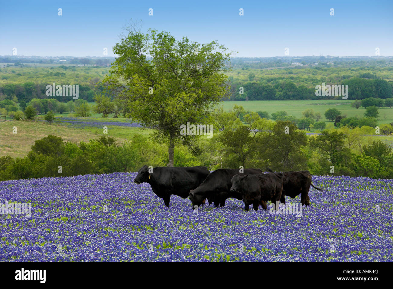 A herd of black Angus cows grazing in a field of Texas bluebonnets near Ennis Texas USA Stock Photo