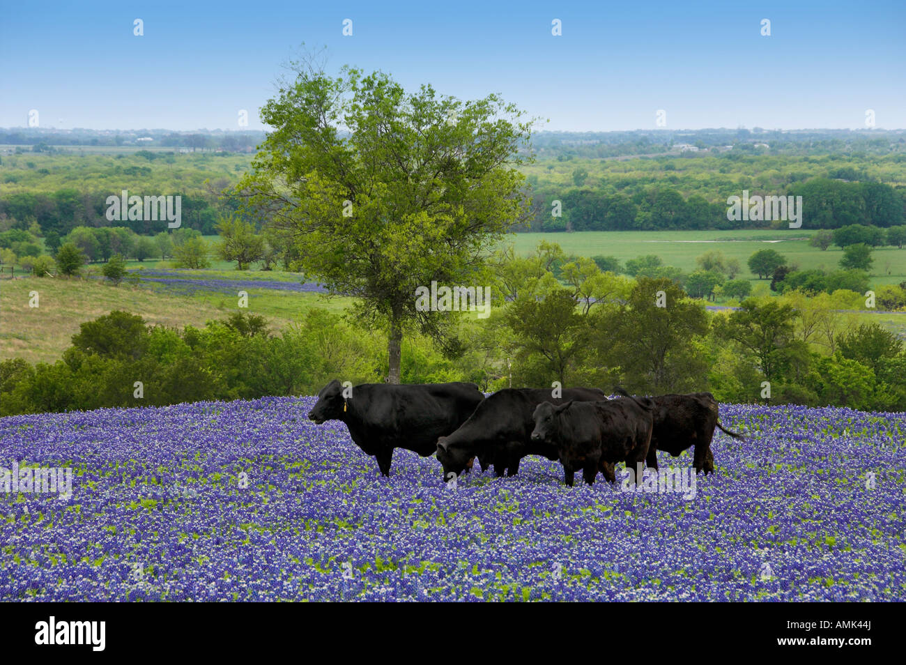 A herd of black Angus cows grazing in a field of Texas bluebonnets near ...