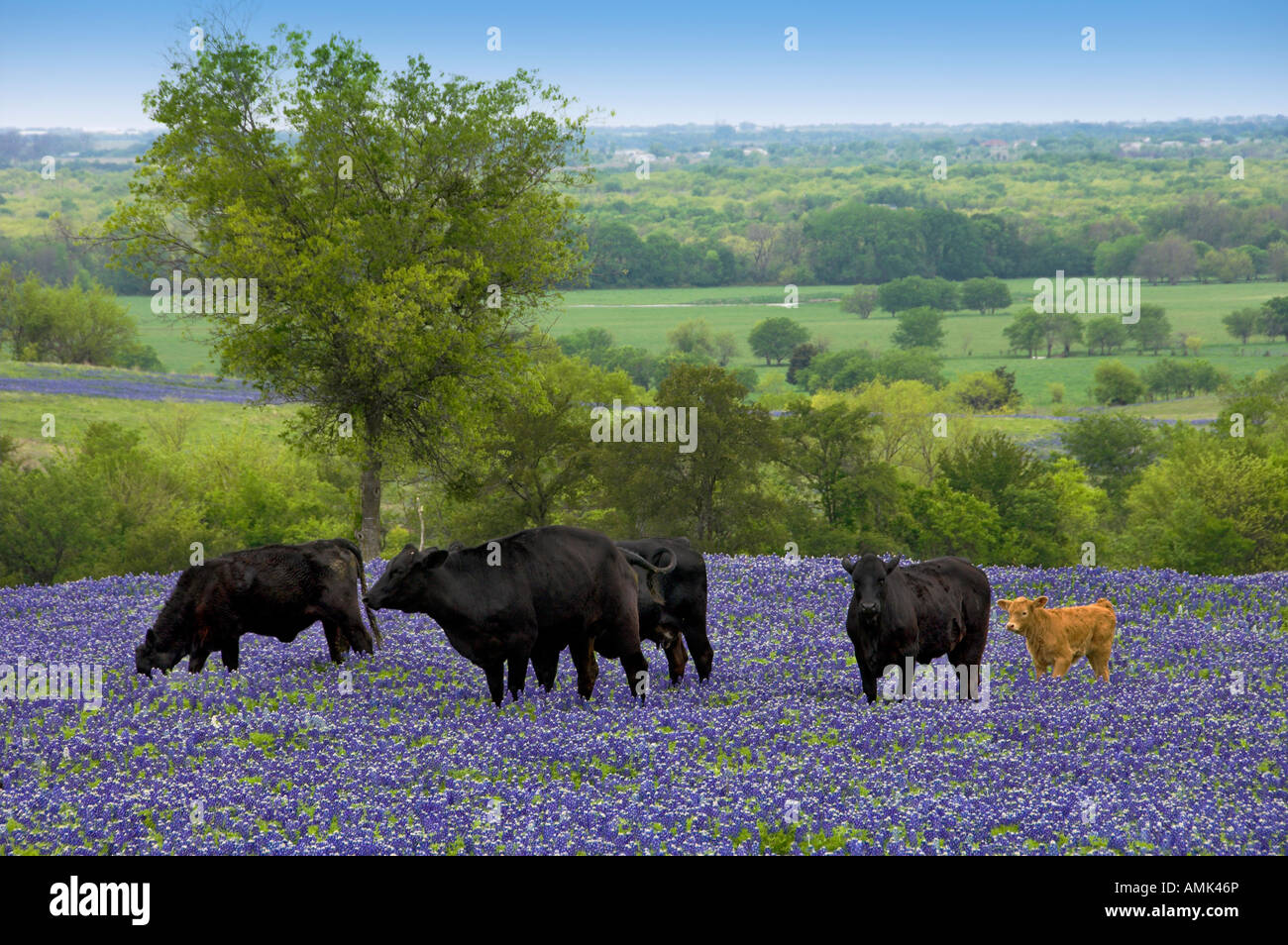 A herd of black Angus cows grazing in a field of Texas bluebonnets near Ennis Texas USA Stock Photo