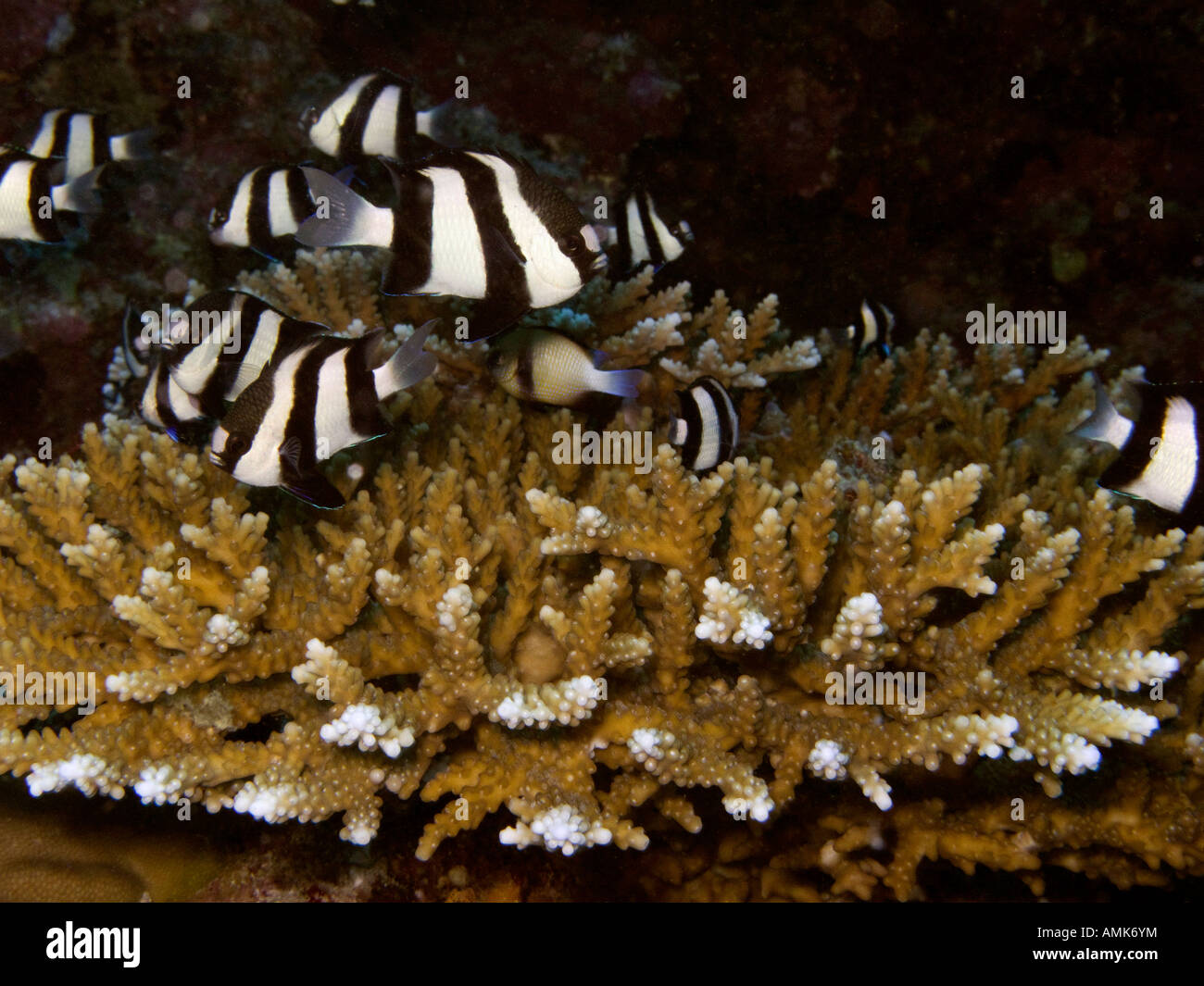 Maldives Underwater Humbug Dascyllus Dascyllus auranus above bleached hard coral Stock Photo