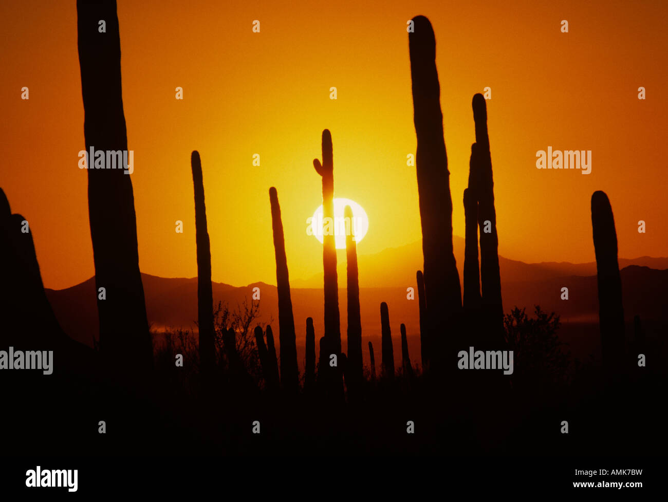 A dramatic sunset casts the silhouette of a saguaro cactus against a ...