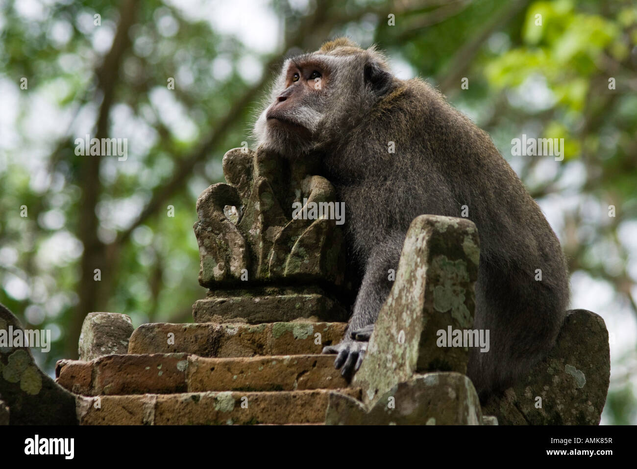 Long Tailed Macaques Macaca Fascicularis Pura Dalem Agung Padangtegal Hindu Temple Inside Monkey Forest Ubud Bali Indonesia Stock Photo