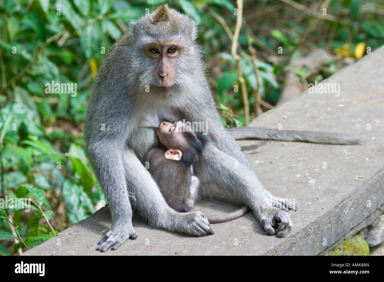 Baby Feeding Long Tailed Macaques Macaca Fascicularis Monkey Forest Ubud Bali Indonesia Stock Photo