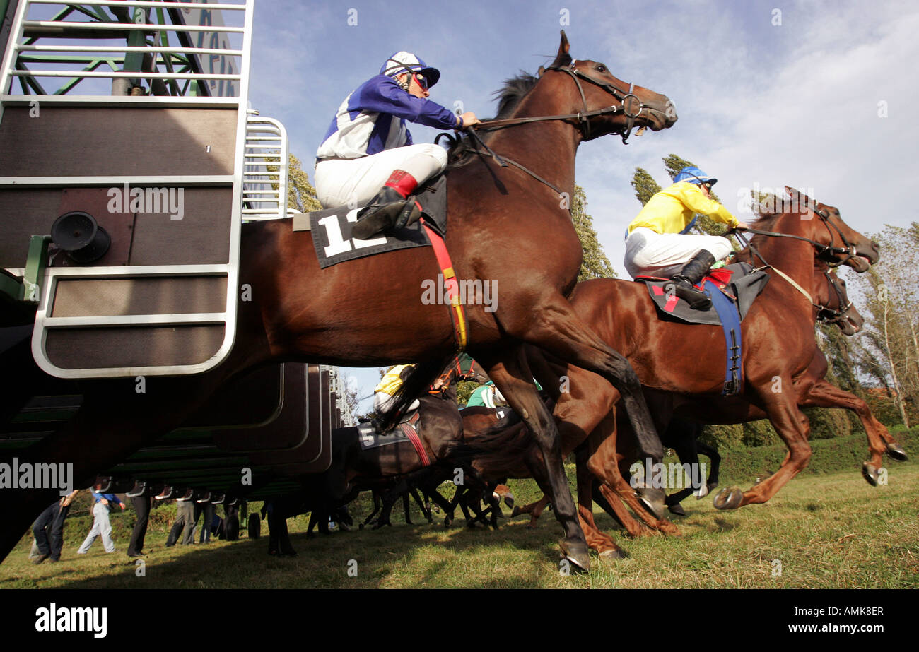 Race horses jumping out of starting gates, Dresden, Germany Stock Photo