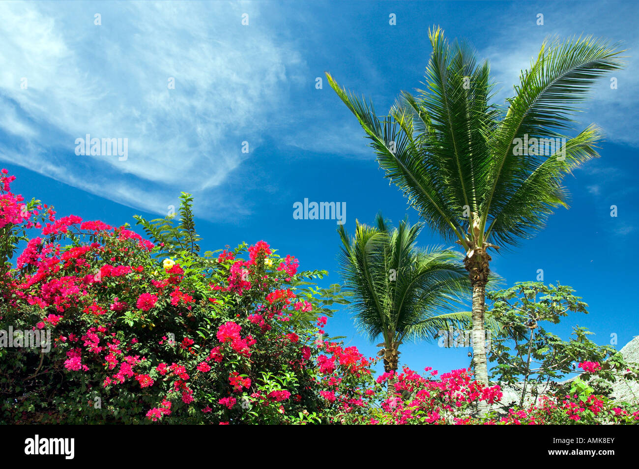 Tropical foliage of palms and bougainvillea flowers on Banderas Bay south of Puerto Vallarta Mexico Stock Photo
