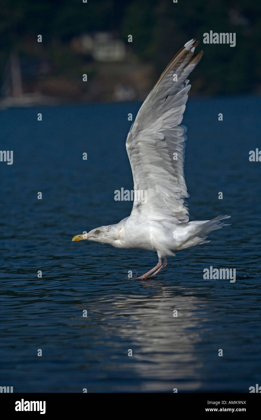 Herring Gull Larus argentatus New York USA Adult taking off from lake