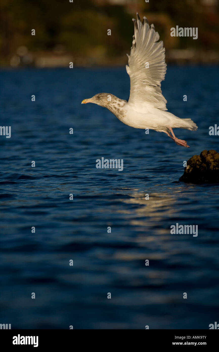 Herring Gull Larus argentatus New York USA Adult taking off from lake
