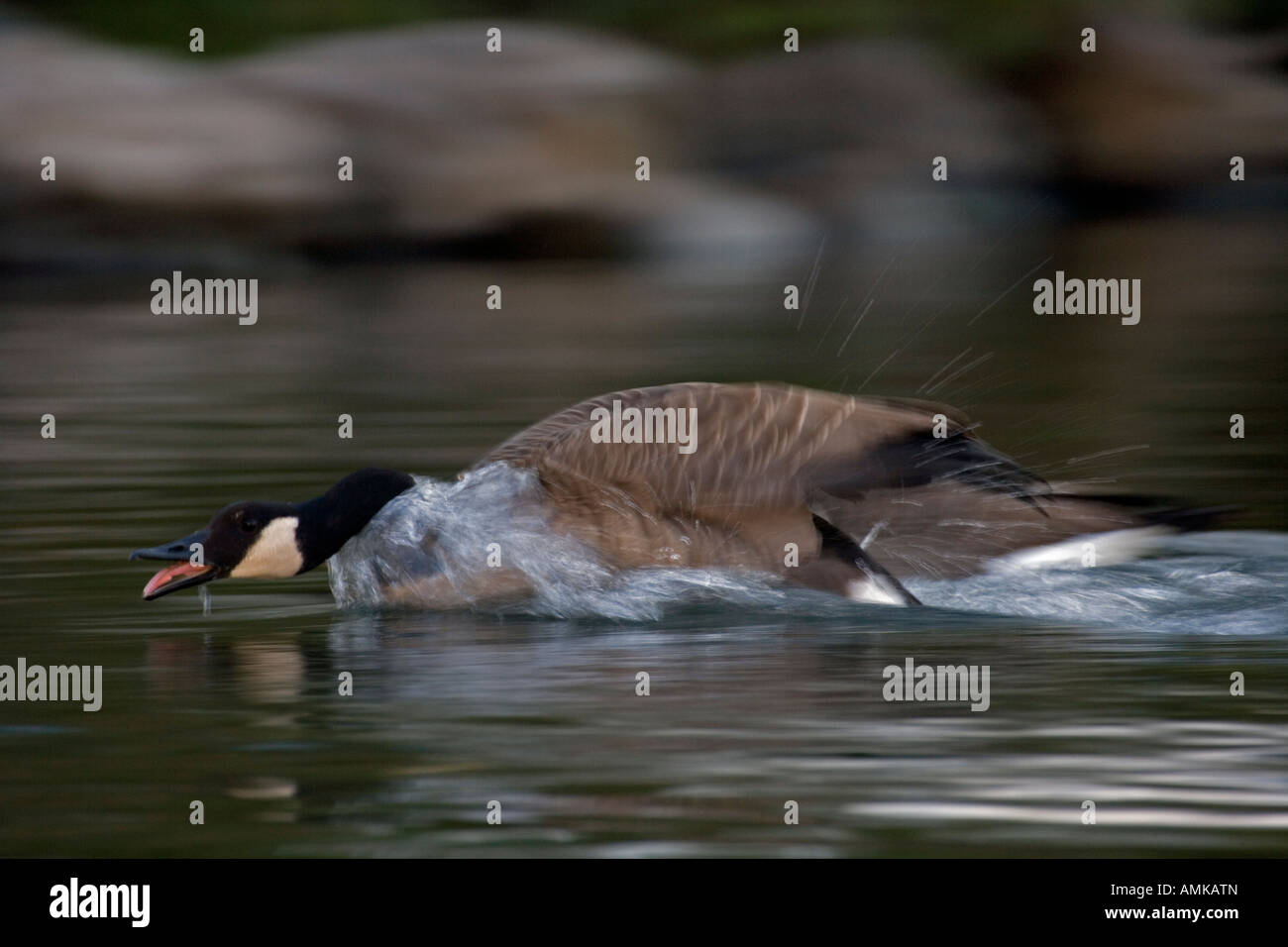 Canada Goose Branta canadensis New York defensive display Stock Photo