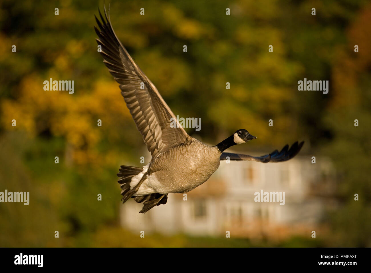 Canada goose london xt cheap