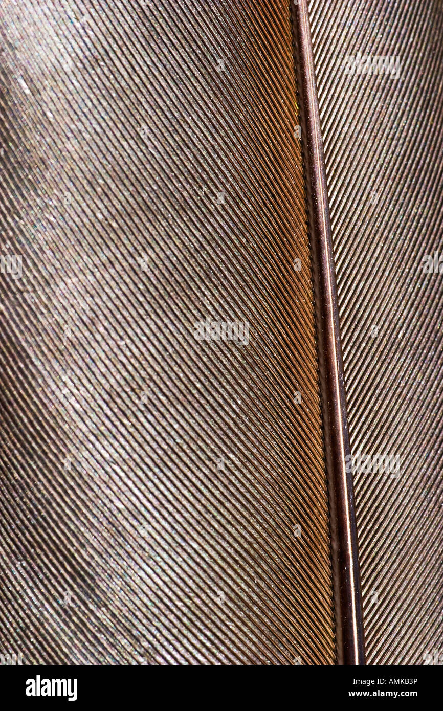 Goose feather hi-res stock photography and images - Alamy