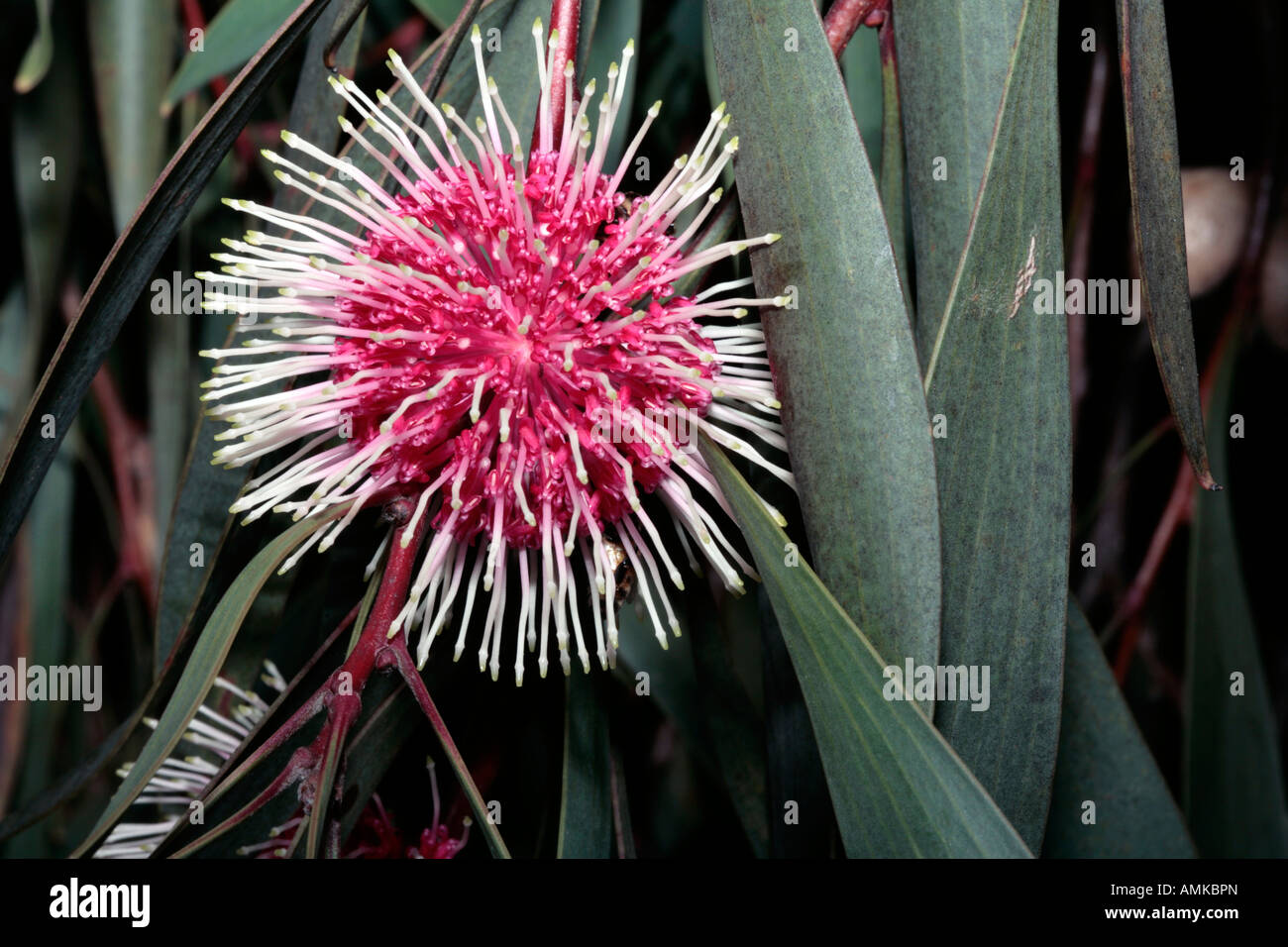 Close-up of Pincushion Hakea/ Emu Bush/ Kodjet- Hakea laurina- Family Proteaceae Stock Photo