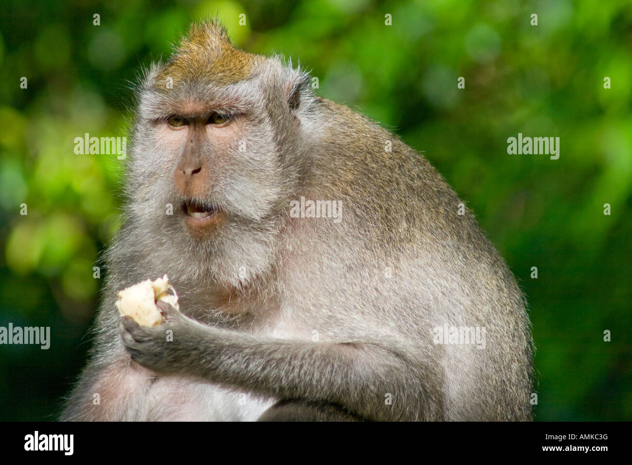 Long Tailed Macaques Macaca Fascicularis Eating Monkey Forest Ubud Bali ...