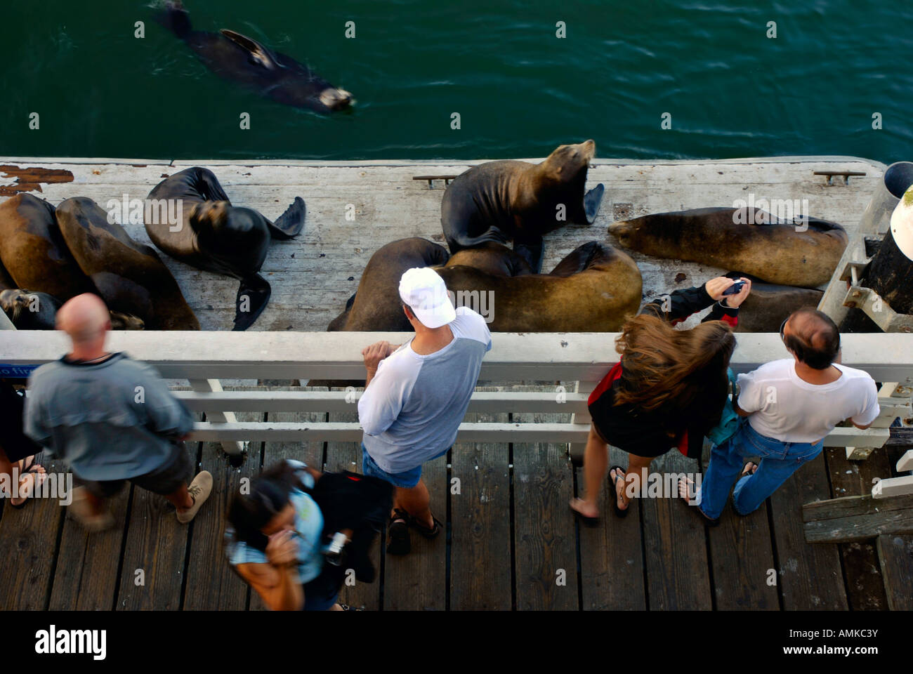 Sightseers stand on a dock in Santa Cruz California watching a group of harbor seals sunbathing Stock Photo