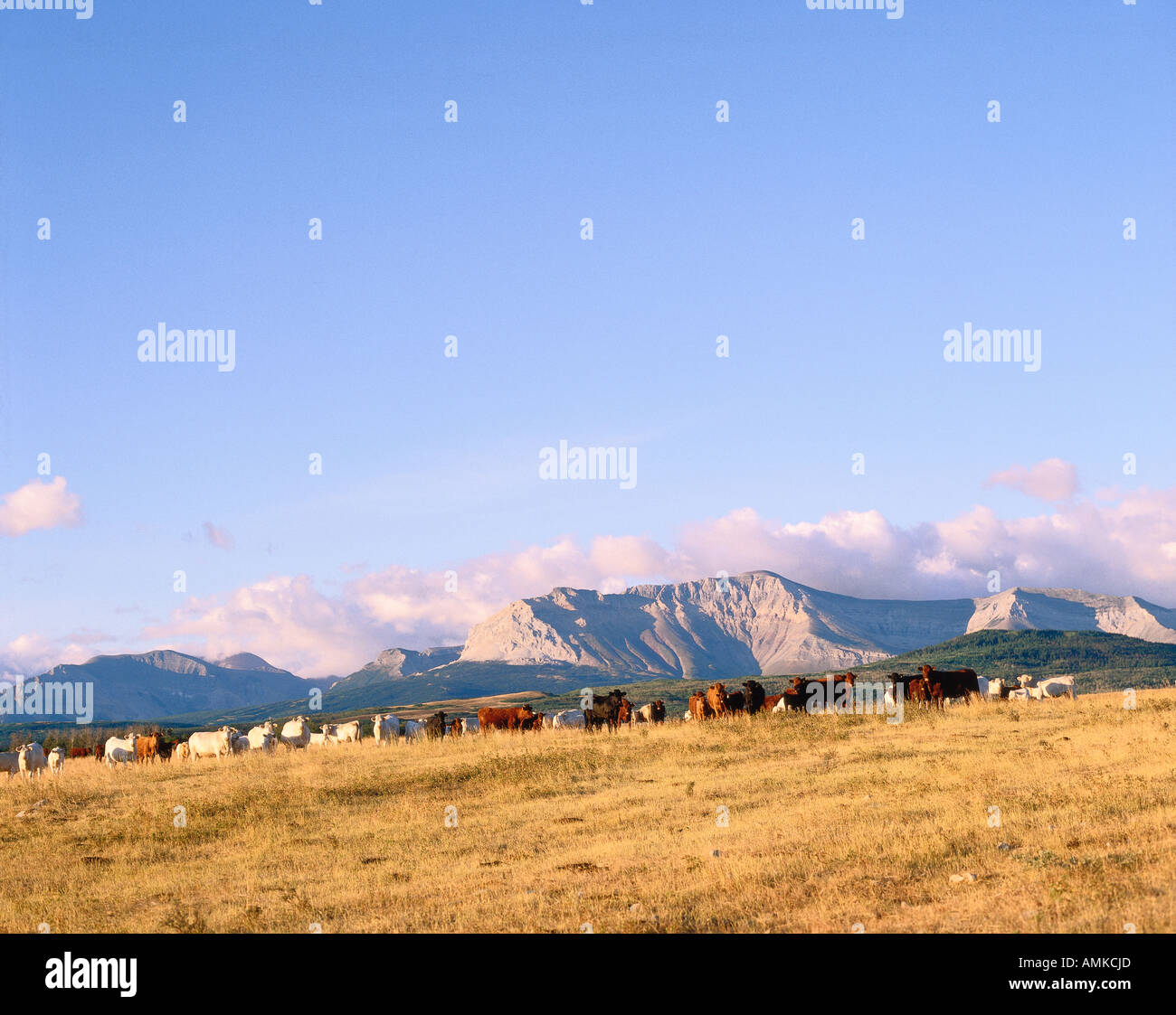 Cows Grazing, Clark Range/ Foothills, Alberta, Canada Stock Photo