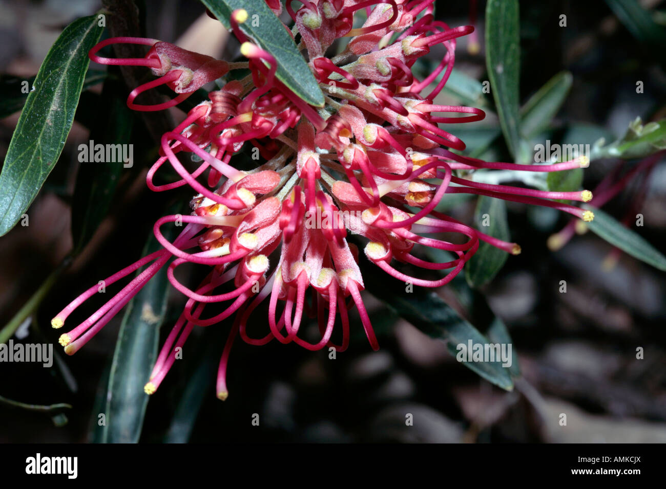 Grevillea Member Of The Family Proteaceae Stock Photo Alamy grevillea-member-of-the-family-proteaceae-stock-photo-alamy