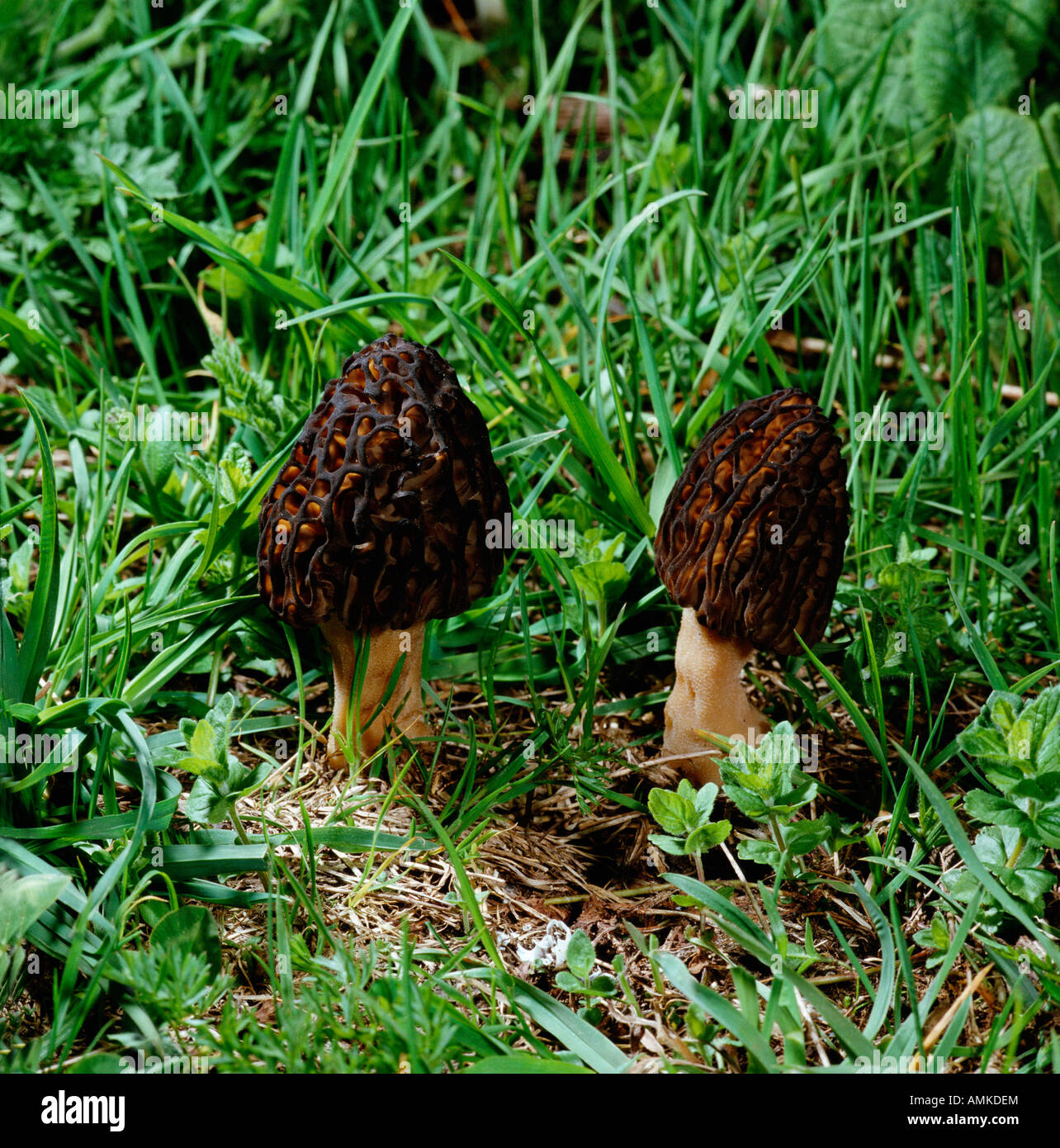 champignon Morille conique Morchella conica comestible Eukaryota Mycobiota Fungi Eumycota Ascomycotina Discomycetidae Morchellac Stock Photo