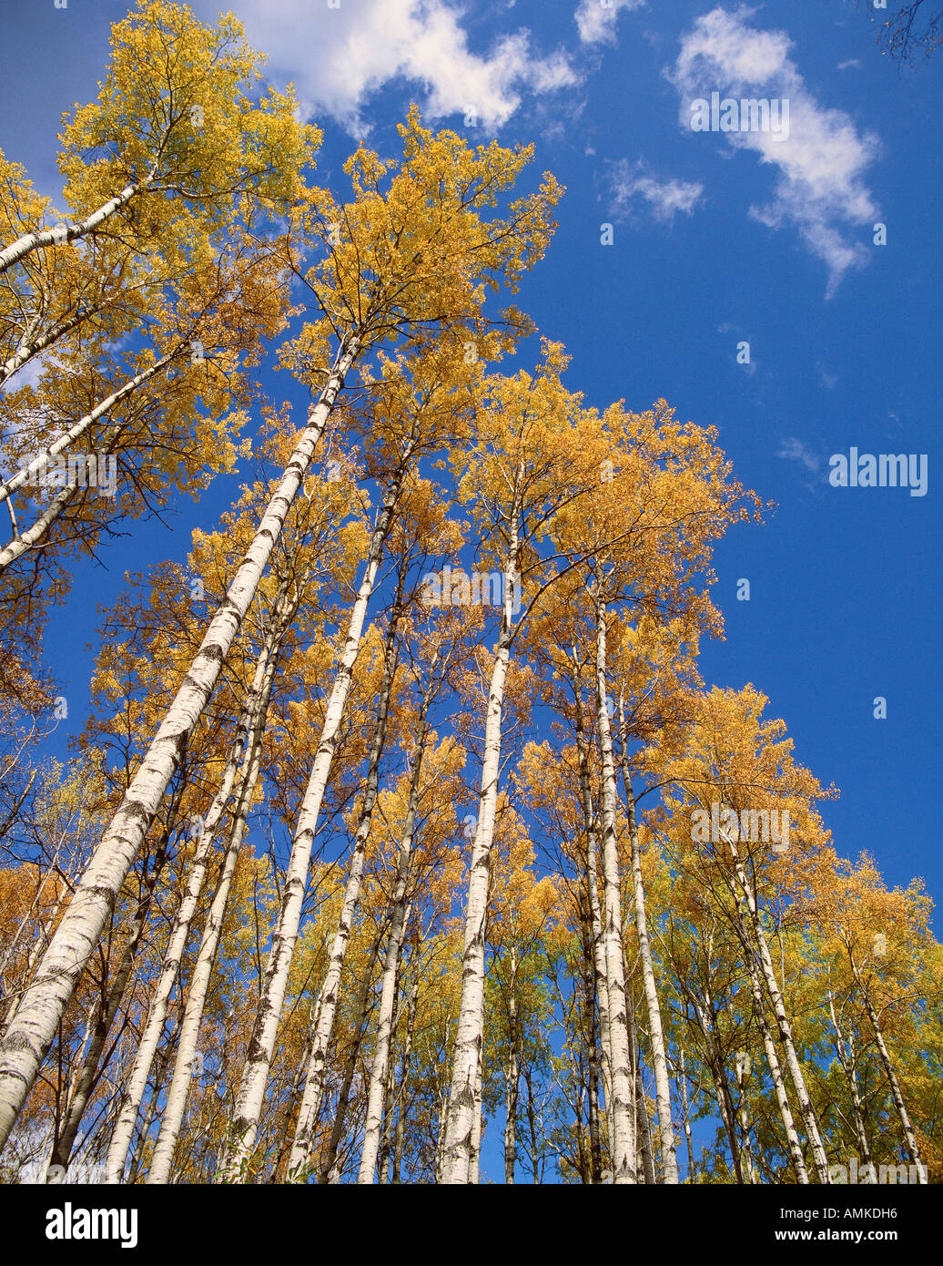 Aspen Trees, Alberta, Canada Stock Photo Alamy