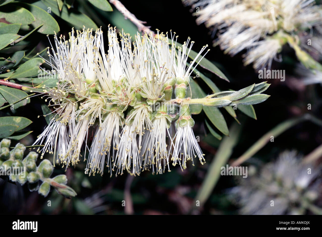 Saltwater Paperbark - Melaleuca cuticularis- member of the Family Myrtaceae Stock Photo