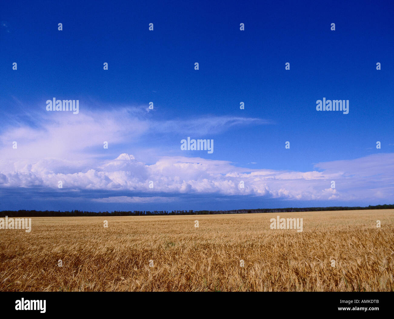 Wheat Field, Manitoba, Canada Stock Photo