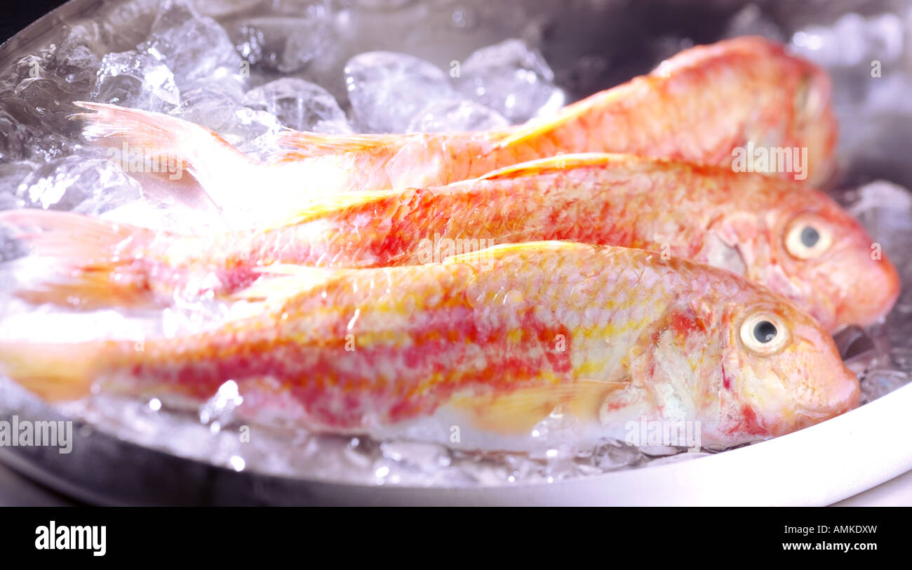 Red mullet Stock Photo
