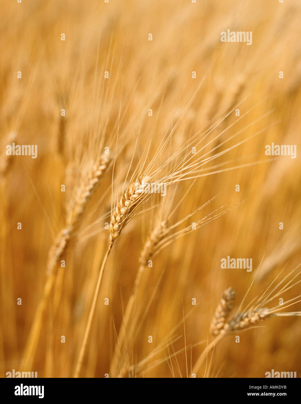 Wheat, Manitoba, Canada Stock Photo