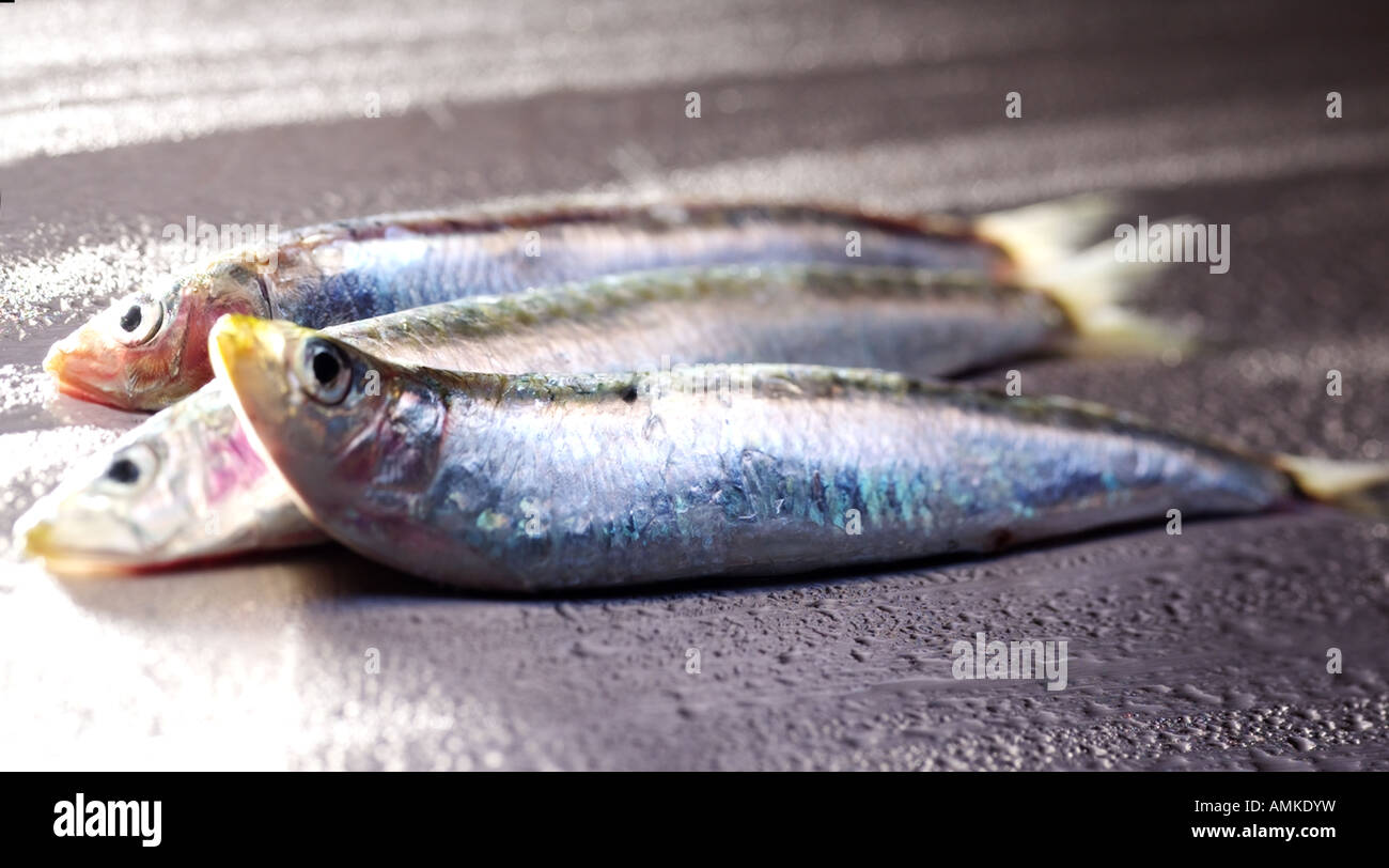 Sardines Stock Photo