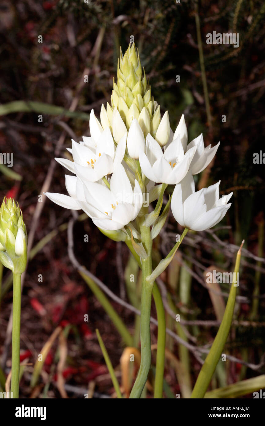 Chincherinchee/Star of Bethlehem/ Tjienk - Ornithogalum thyrsoides- Family Hyacinthaceae Stock Photo