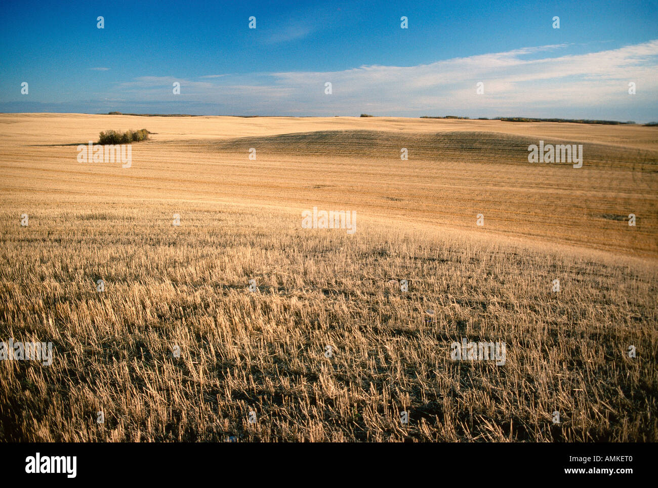 Harvested wheat field, Saskatchewan, Canada Stock Photo