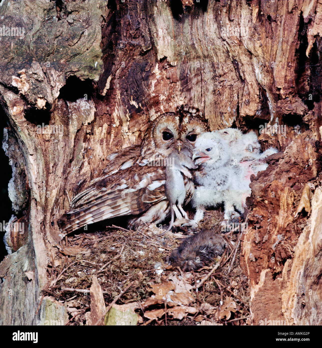 Waldkauz Chouette Hulotte Tawny Owl Strix Aluco With Young At Nest Waldkauz Chouette Hulotte Tawny Owl Strix Aluco With Young At Nest