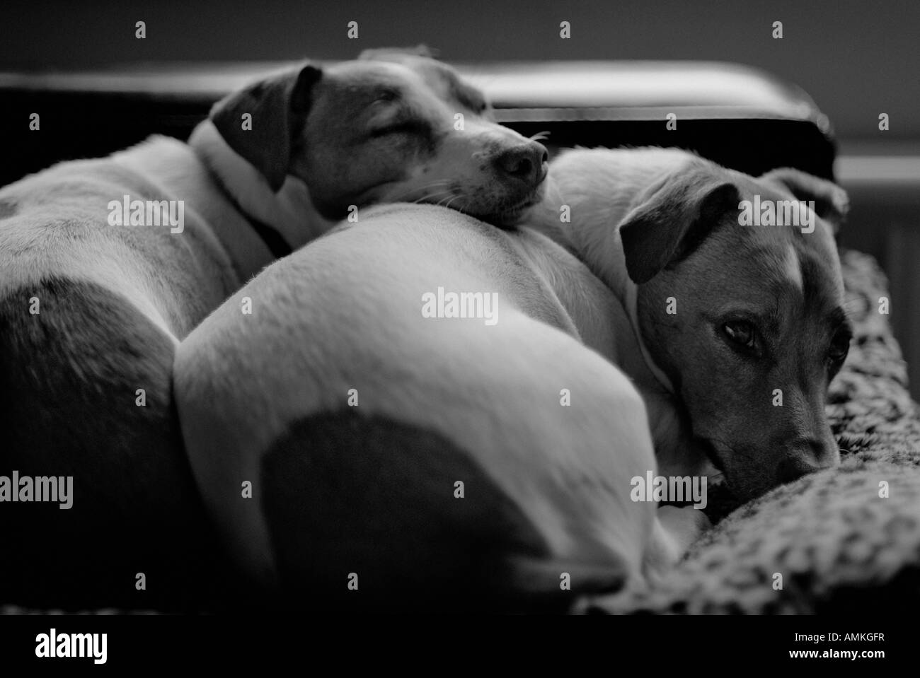 Two jack russell dogs cuddling up together Stock Photo