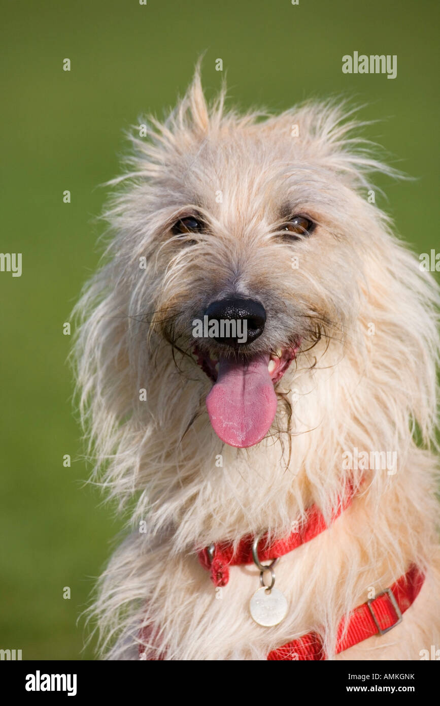 Portrait of a lurcher dog wearing a red harness Stock Photo Alamy