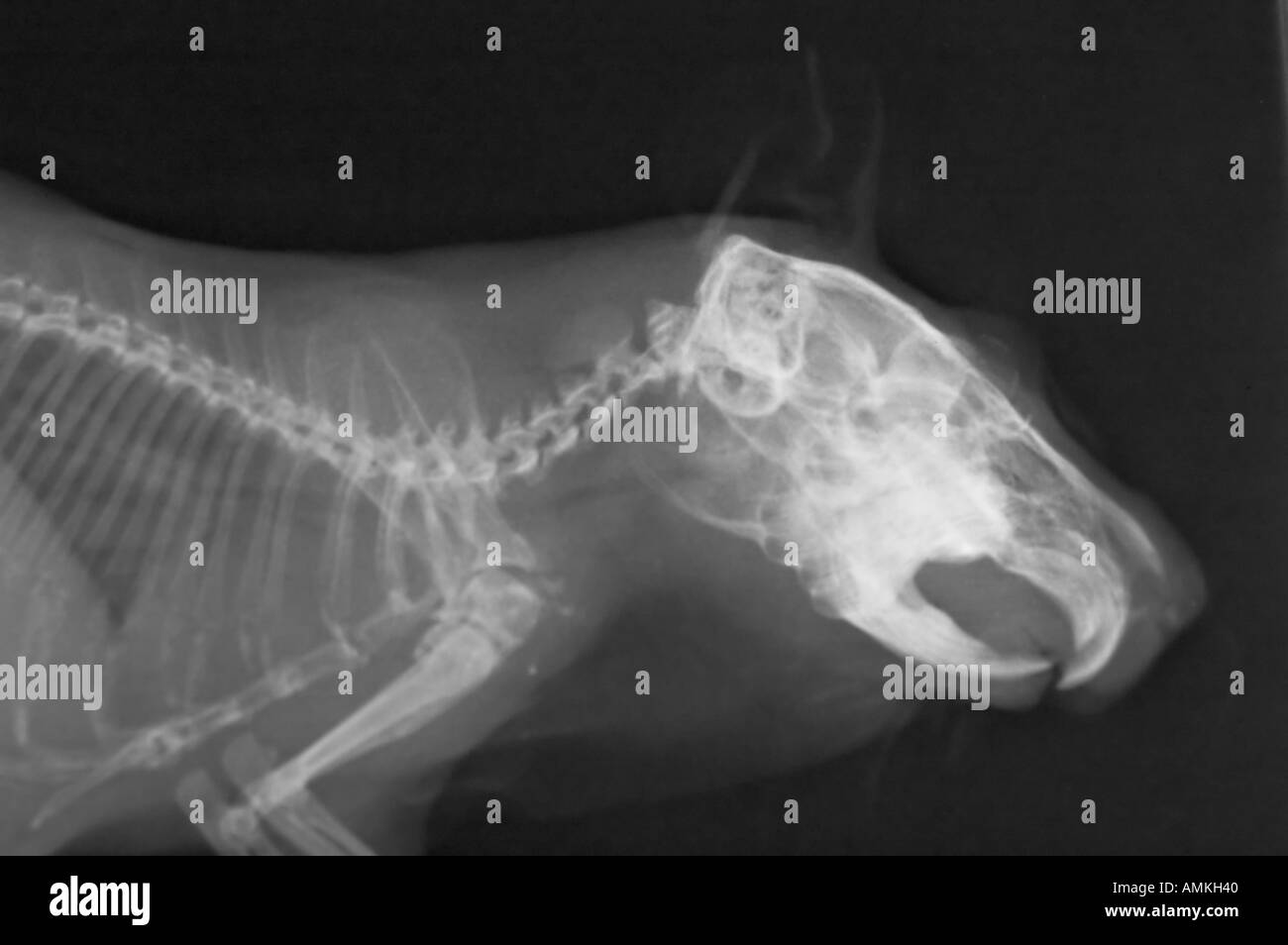 guinea pig x ray Stock Photo Alamy