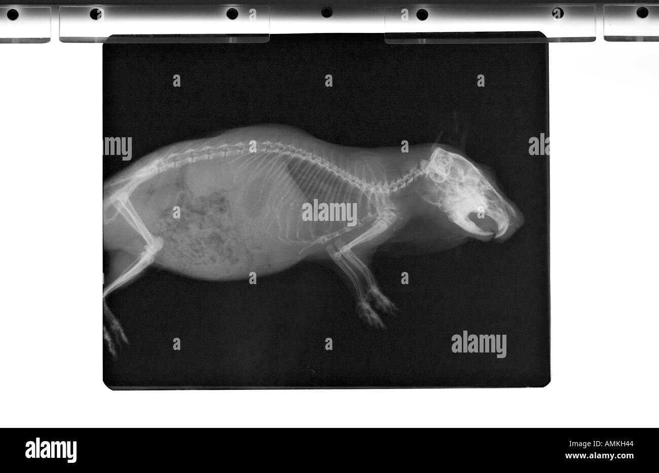 guinea pig x ray on xray viewer Stock Photo Alamy